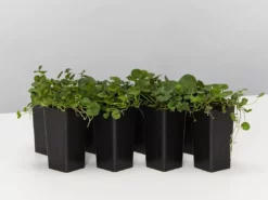 Shrubs Ground Covers Dichondra Repens