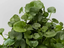 Shrubs Ground Covers Dichondra Repens