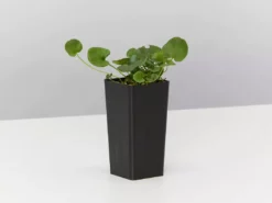 Shrubs Ground Covers Dichondra Repens