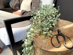 Shrubs Dichondra Silver Falls Hanging Plant