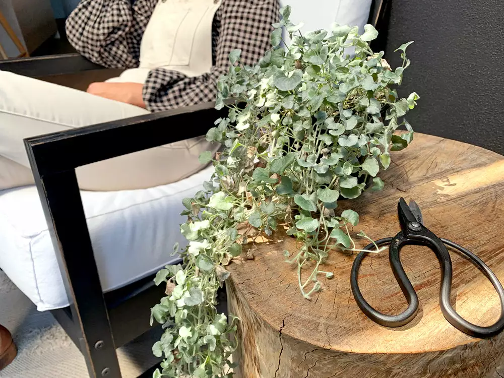 Shrubs Ground Covers Dichondra Silver Falls 7 Shrubs Ground Covers Dichondra Silver Falls