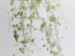 Shrubs Dichondra Silver Falls Hanging Plant