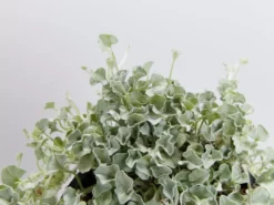 Shrubs Dichondra Silver Falls Hanging Plant