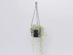 Shrubs Ground Covers Dichondra Silver Falls 23 Shrubs Ground Covers Dichondra Silver Falls