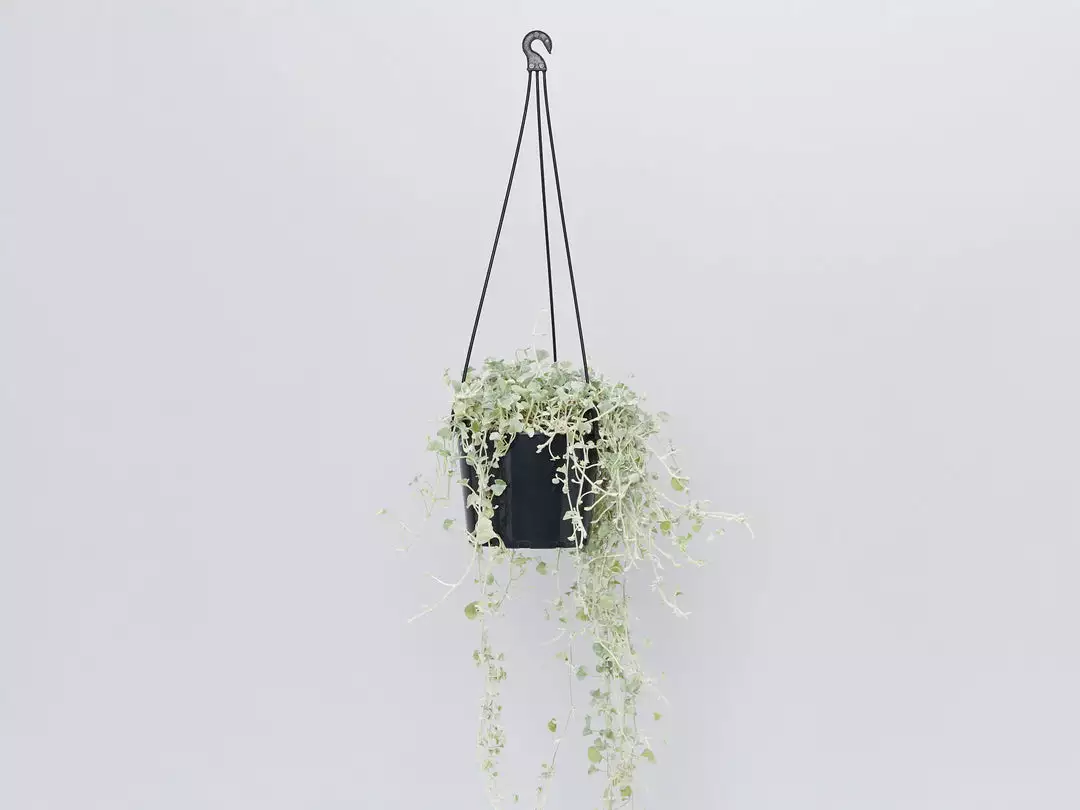 Shrubs Ground Covers Dichondra Silver Falls 13 Shrubs Ground Covers Dichondra Silver Falls