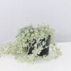 Shrubs Dichondra Silver Falls Hanging Plant