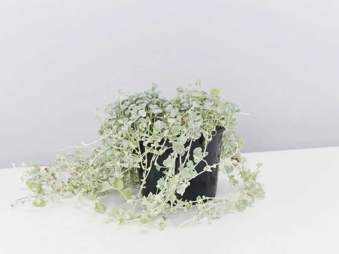 Shrubs Ground Covers Dichondra Silver Falls 3 Shrubs Ground Covers Dichondra Silver Falls