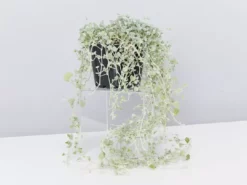 Shrubs Ground Covers Dichondra Silver Falls 20 Shrubs Ground Covers Dichondra Silver Falls