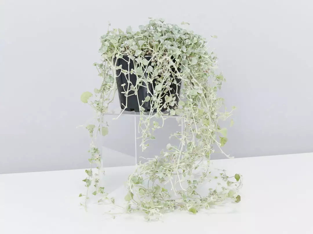 Shrubs Ground Covers Dichondra Silver Falls 10 Shrubs Ground Covers Dichondra Silver Falls