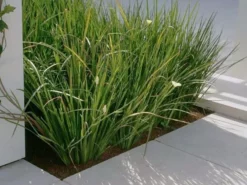 Shrubs Dietes Bicolor