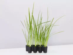 Shrubs Dietes Bicolor