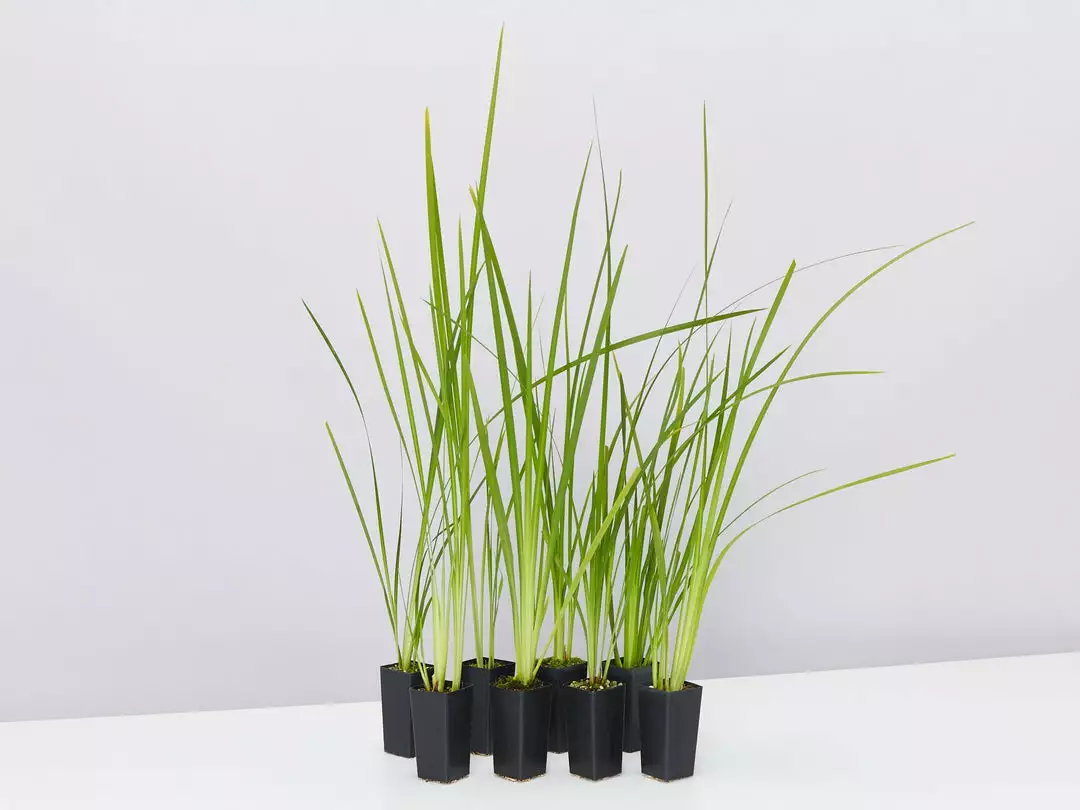 Shrubs Dietes Bicolor at Cheap Prices Plants In A Box Sales