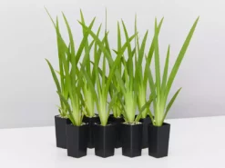 Shrubs Full Sun Dietes Grandiflora