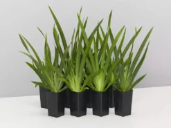 Shrubs Full Sun Dietes Iridioides