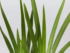 Shrubs Full Sun Dietes Iridioides