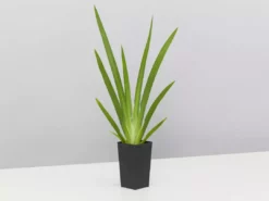 Shrubs Full Sun Dietes Iridioides