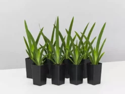 Shrubs Dietes Vegeta Catenulata Dwarf