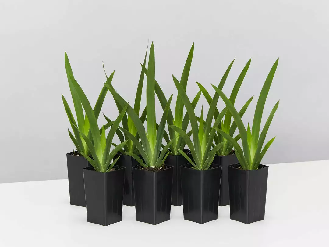 Shrubs Dietes Vegeta Catenulata Dwarf 3 Shrubs Dietes Vegeta Catenulata Dwarf