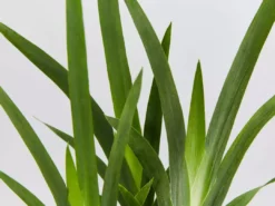 Shrubs Dietes Vegeta Catenulata Dwarf 9 Shrubs Dietes Vegeta Catenulata Dwarf