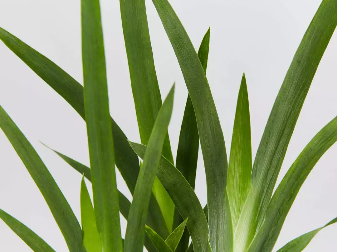 Shrubs Dietes Vegeta Catenulata Dwarf 5 Shrubs Dietes Vegeta Catenulata Dwarf
