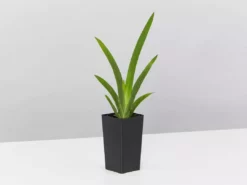 Shrubs Dietes Vegeta Catenulata Dwarf 11 Shrubs Dietes Vegeta Catenulata Dwarf