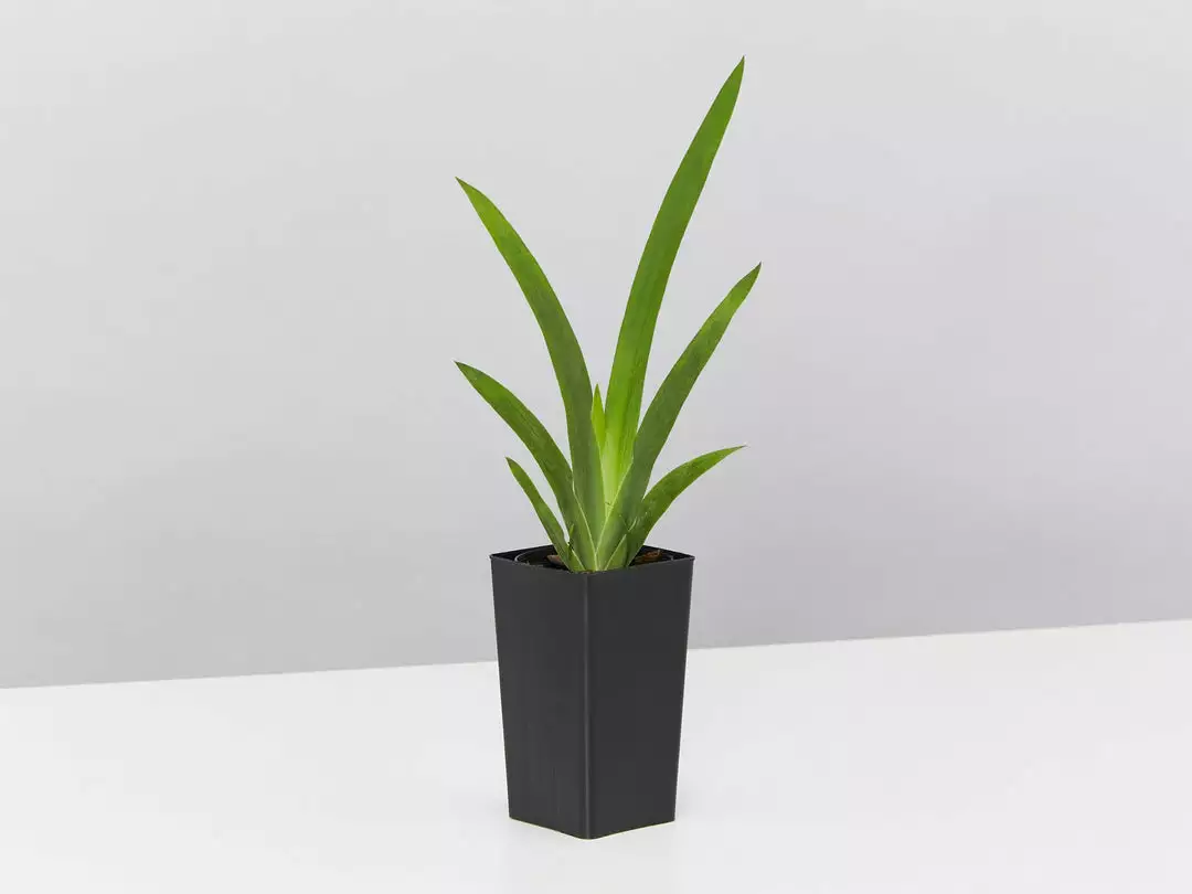 Shrubs Dietes Vegeta Catenulata Dwarf 7 Shrubs Dietes Vegeta Catenulata Dwarf