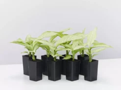 Indoor Garden Dieffenbachia Seguine Milky Way Easy Care Plants