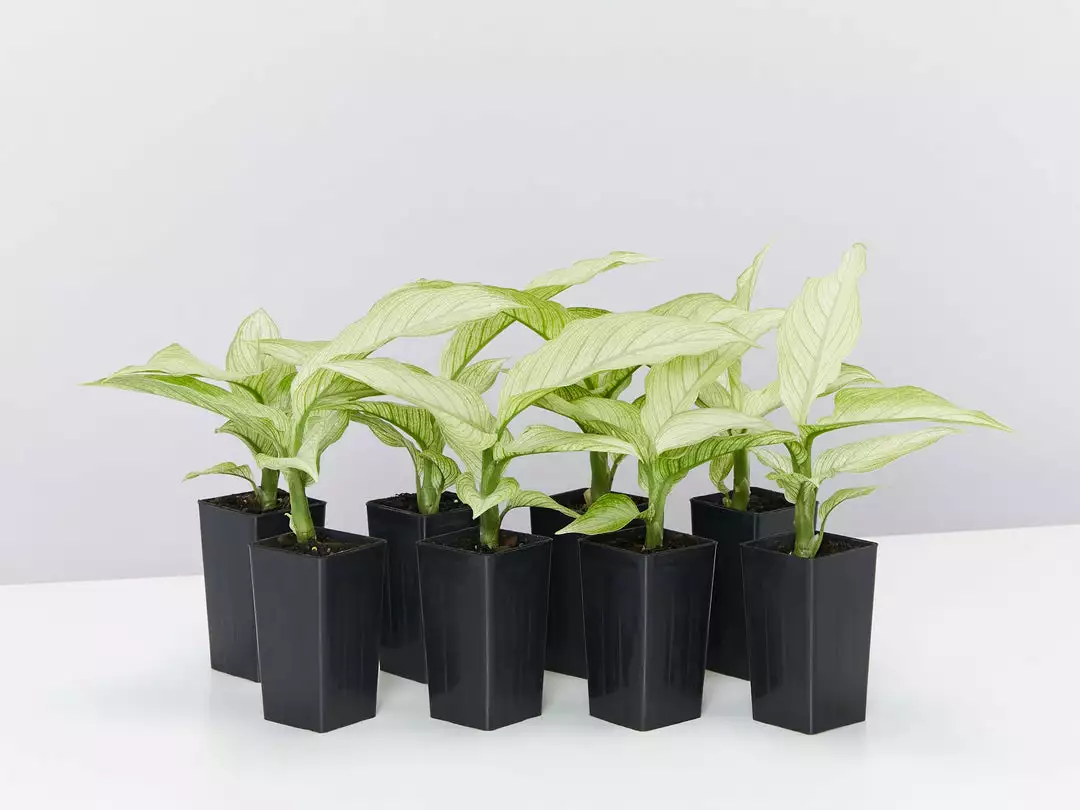 Indoor Garden Dieffenbachia Seguine Milky Way Easy Care Plants 3 Indoor Garden Dieffenbachia Seguine Milky Way Easy Care Plants