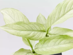 Indoor Garden Dieffenbachia Seguine Milky Way Easy Care Plants