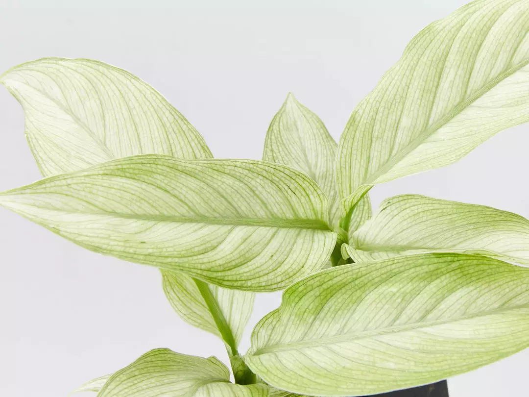 Indoor Garden Dieffenbachia Seguine Milky Way Easy Care Plants 4 Indoor Garden Dieffenbachia Seguine Milky Way Easy Care Plants