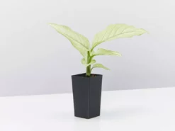 Indoor Garden Dieffenbachia Seguine Milky Way Easy Care Plants 8 Indoor Garden Dieffenbachia Seguine Milky Way Easy Care Plants