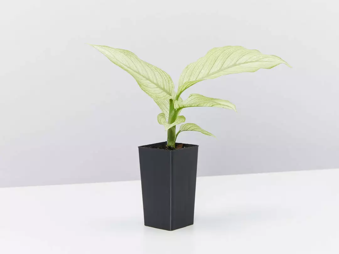 Indoor Garden Dieffenbachia Seguine Milky Way Easy Care Plants 5 Indoor Garden Dieffenbachia Seguine Milky Way Easy Care Plants