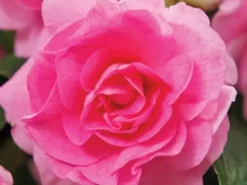 Shrubs Impatiens Walleriana Fiesta Bonita Pink Double 10 Shrubs Impatiens Walleriana Fiesta Bonita Pink Double