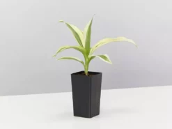 Indoor Garden Child Friendly Indoor Plants Pack Easy Care Plants