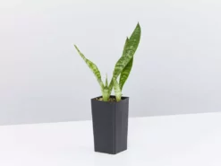 Succulents Full Sun Dracaena Trifasciata