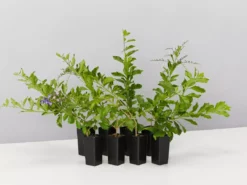 Hedge Duranta Repens 'Geisha Girl' Shrubs