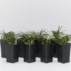 Shrubs Mini Mondo / Dwarf Mondo Grass Ground Covers 2 Shrubs Mini Mondo / Dwarf Mondo Grass Ground Covers
