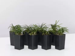 Shrubs Mini Mondo / Dwarf Mondo Grass Ground Covers