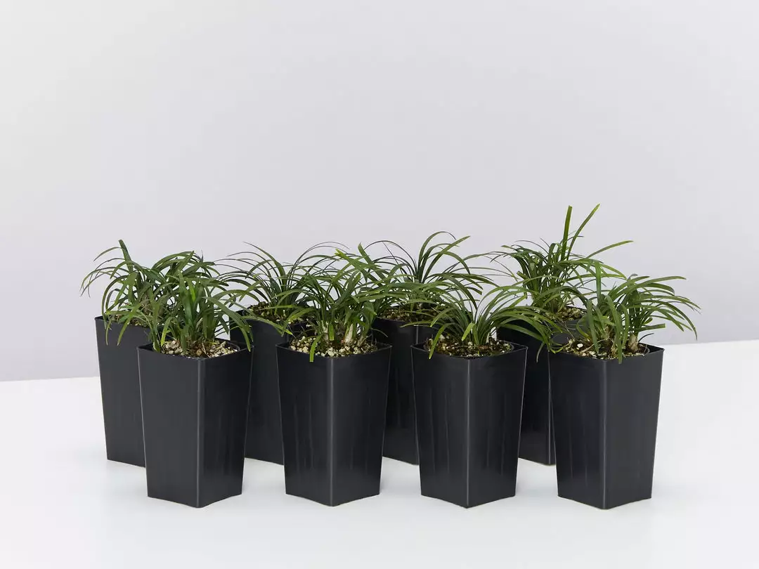 Shrubs Mini Mondo / Dwarf Mondo Grass Ground Covers 3 Shrubs Mini Mondo / Dwarf Mondo Grass Ground Covers