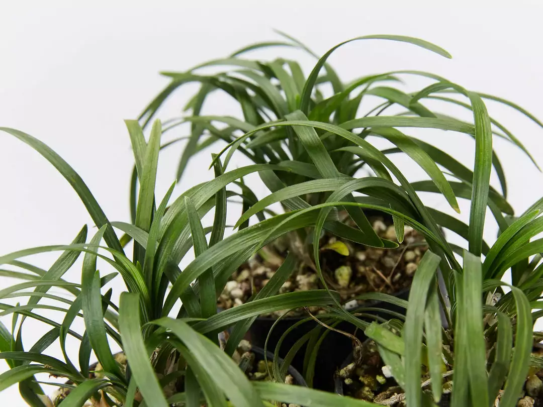 Shrubs Mini Mondo / Dwarf Mondo Grass Ground Covers 5 Shrubs Mini Mondo / Dwarf Mondo Grass Ground Covers