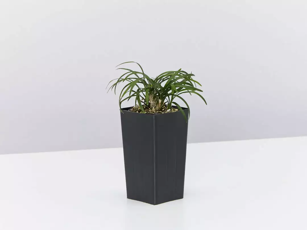 Shrubs Mini Mondo / Dwarf Mondo Grass Ground Covers 6 Shrubs Mini Mondo / Dwarf Mondo Grass Ground Covers