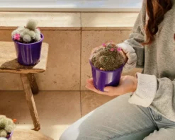 Full Sun Large Assorted Cacti Pack