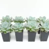 Succulents Full Sun Echeveria Monroe