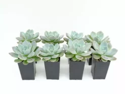 Succulents Full Sun Echeveria Monroe