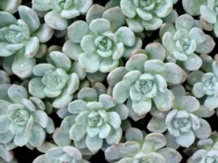 Succulents Full Sun Echeveria Monroe