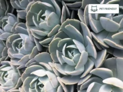 Succulents Full Sun Echeveria Secunda