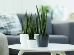 Indoor Garden Pool Friendly Plants Sansevieria Cylindrica Snake Plants