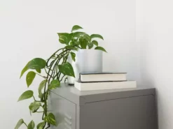 Indoor Garden Pothos 'Devils Ivy' Golden Pothos Pack (Devil's Ivy) - 85mm