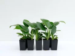 Indoor Garden Rhaphidophora Decursiva