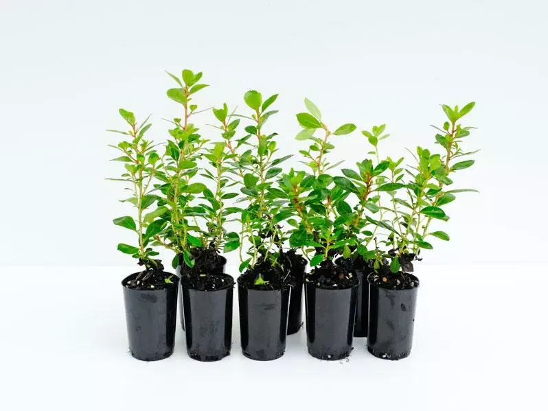 Shrubs Escallonia Macrantha Pink Pixi 3 Shrubs Escallonia Macrantha Pink Pixi